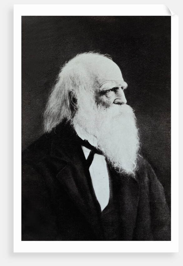 William Cullen Bryant by Anonymous