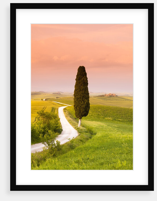 Cypress tree by dirt road at sunset by Anonymous