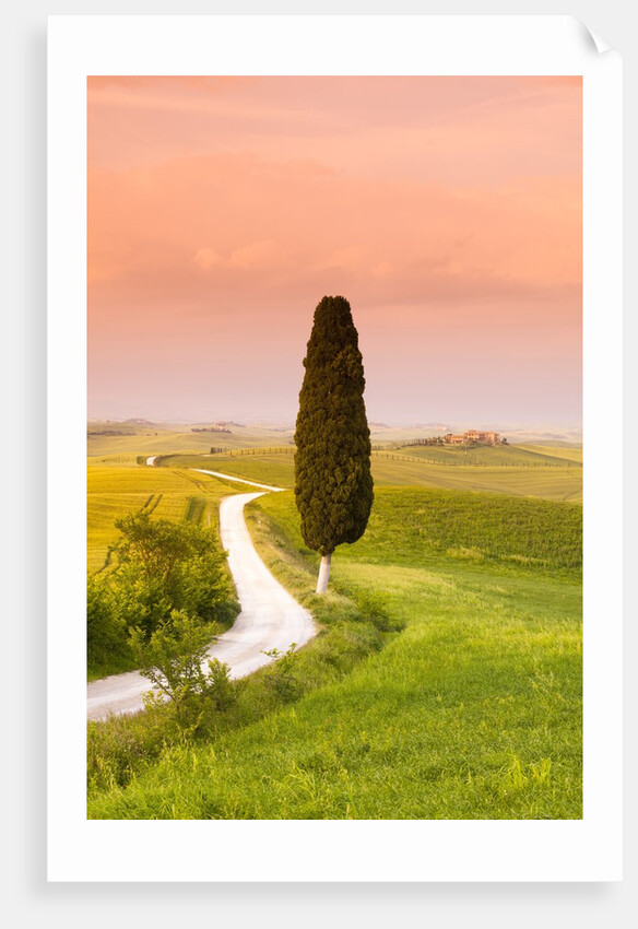 Cypress tree by dirt road at sunset by Anonymous