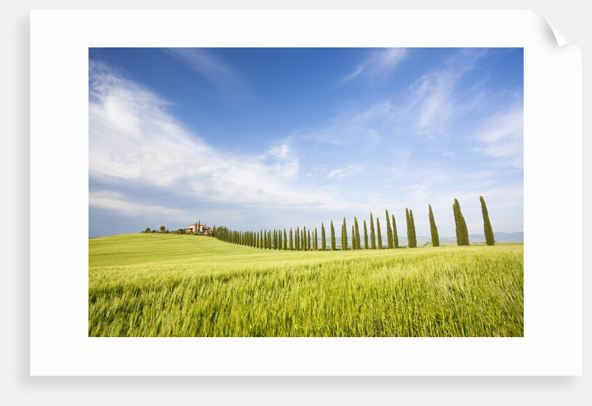 Tuscan landscape by Anonymous