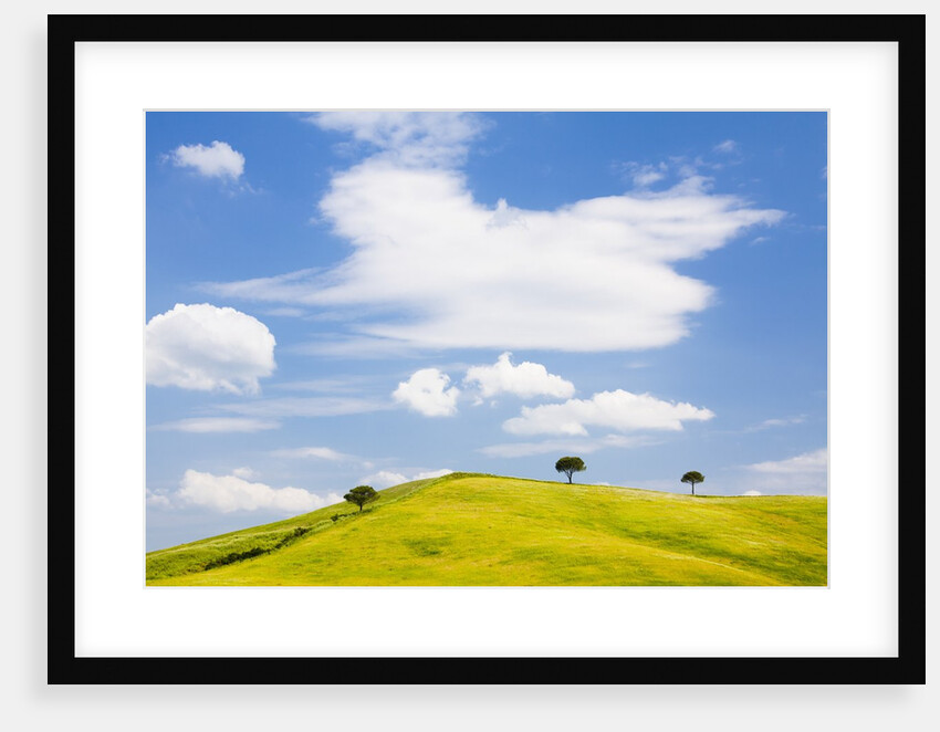 Pine trees on a ridge by Anonymous