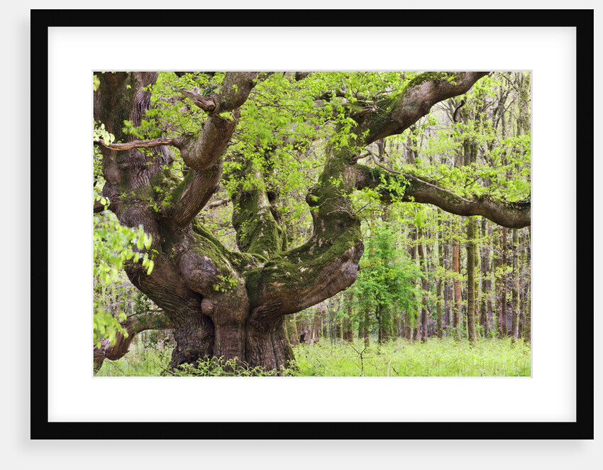 Ancient oak tree growing in Savernake Forest in springtime, Marlborough, Wiltshire, England, United Kingdom, Europe by Anonymous