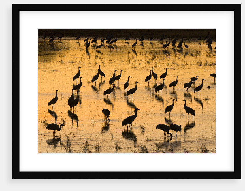 Sandhill cranes standing and feeding in shallow pond by Anonymous