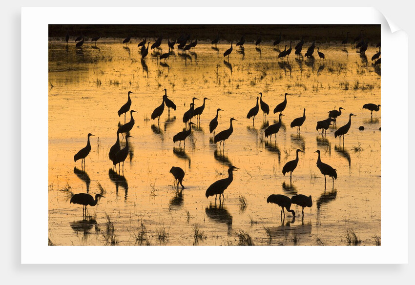 Sandhill cranes standing and feeding in shallow pond by Anonymous