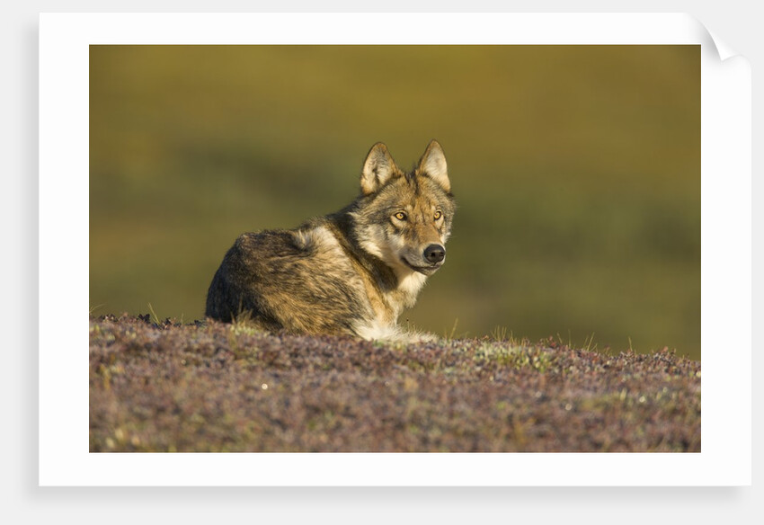 Young wolf resting on tundra in Denali National Park by Anonymous