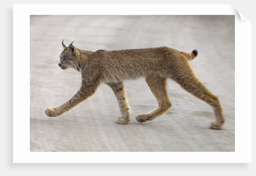 Young lynx crossing road in Denali National Park by Anonymous