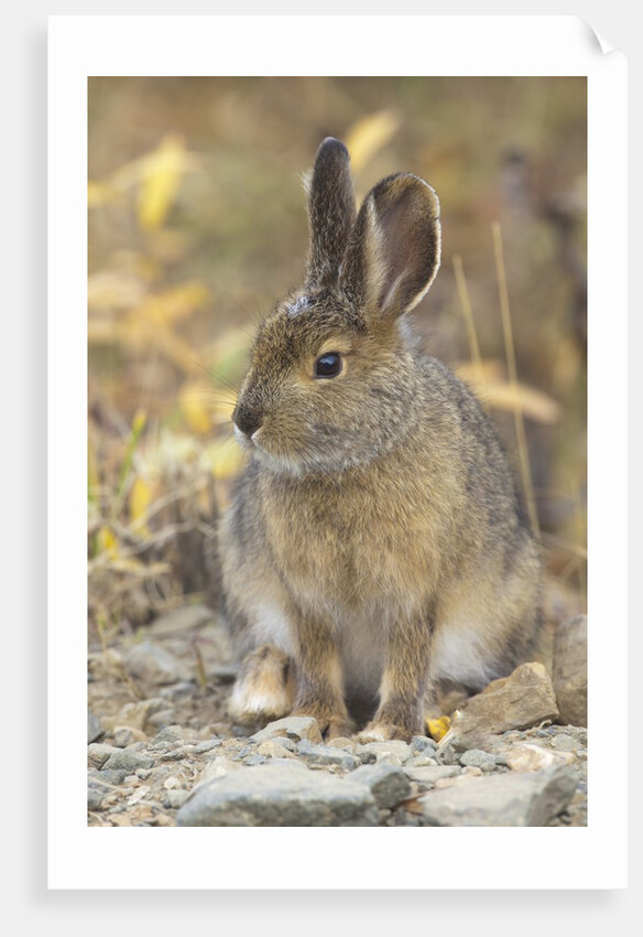 Snowshoe hare in Denali National Park by Anonymous
