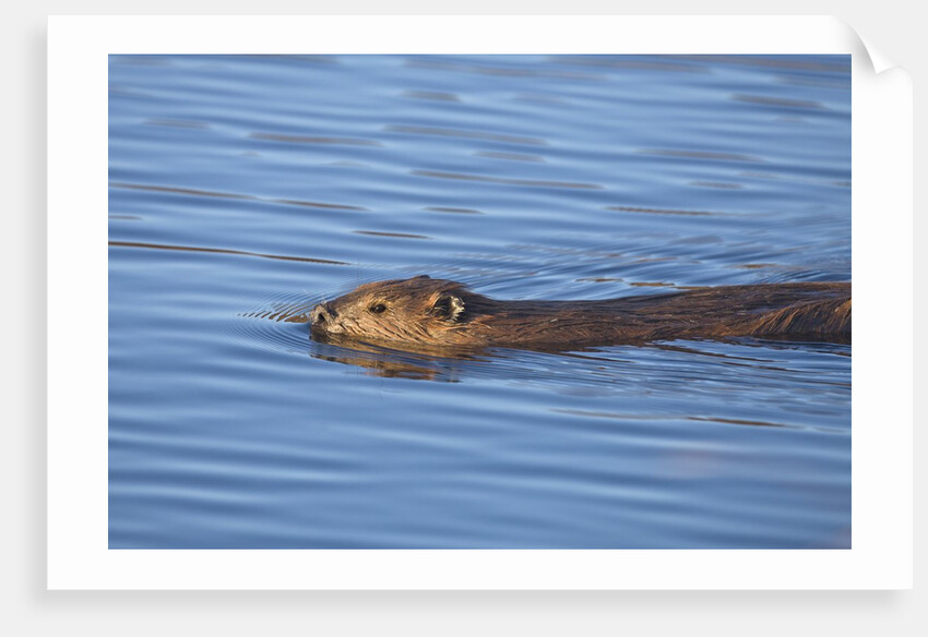 Beaver swimming in pond by Anonymous