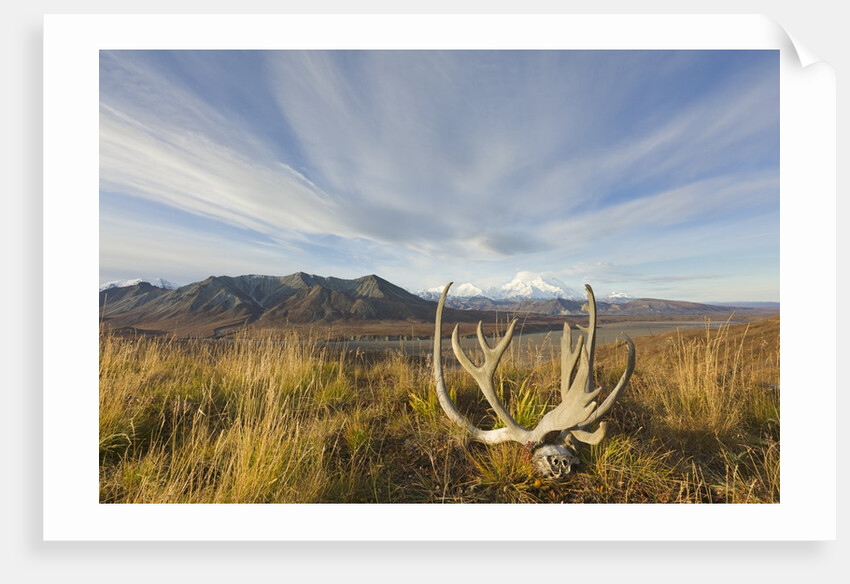 Caribou antlers in tundra by Anonymous