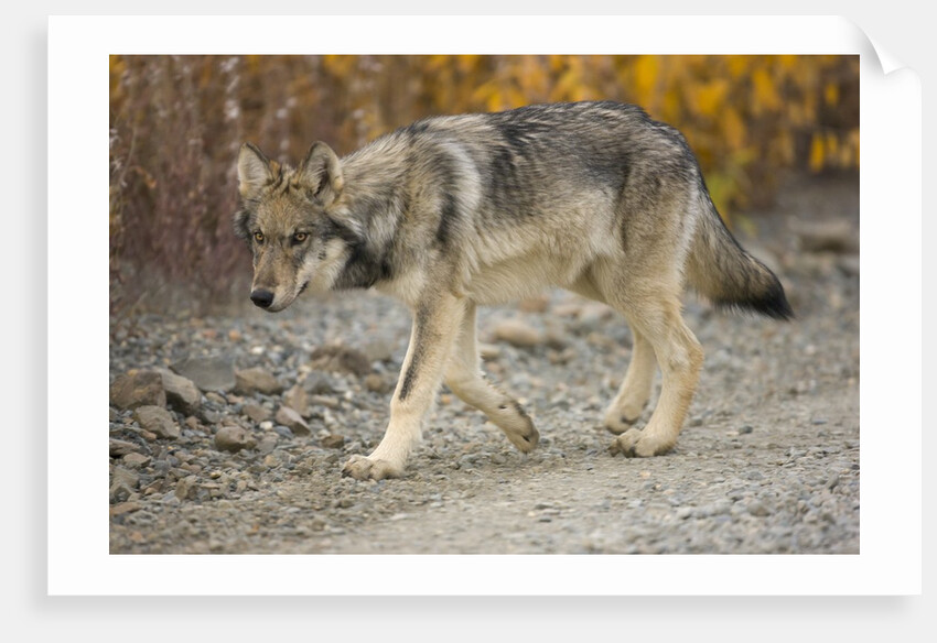 Gray wolf pup on gravel road by Anonymous