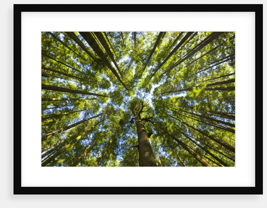 Old growth cedar, hemlock, fir and Sitka spruce forest in fall by Anonymous