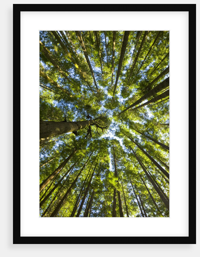 Old growth cedar, hemlock, fir and Sitka spruce forest in fall by Anonymous