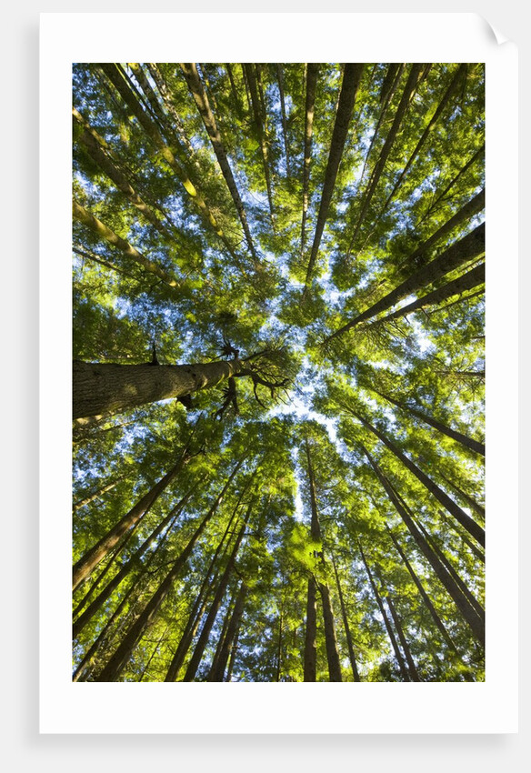 Old growth cedar, hemlock, fir and Sitka spruce forest in fall by Anonymous
