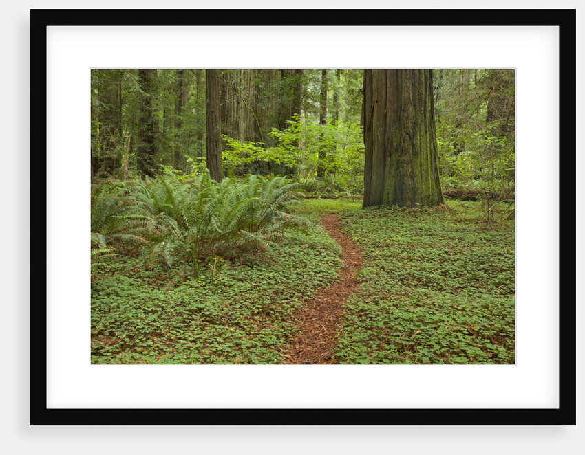 Trail among redwood trees in Jedediah Smith Redwoods State Park by Anonymous