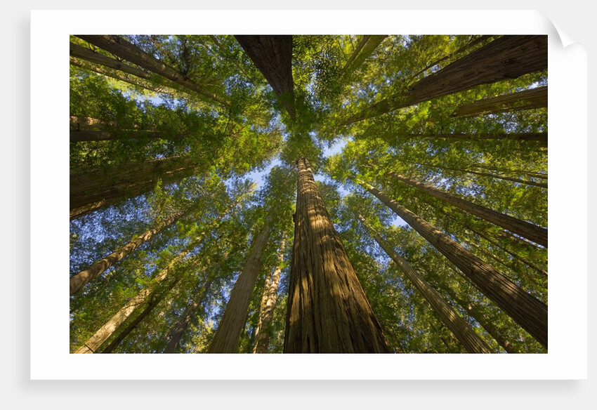 Redwood forest in Humboldt Redwood State Park by Anonymous