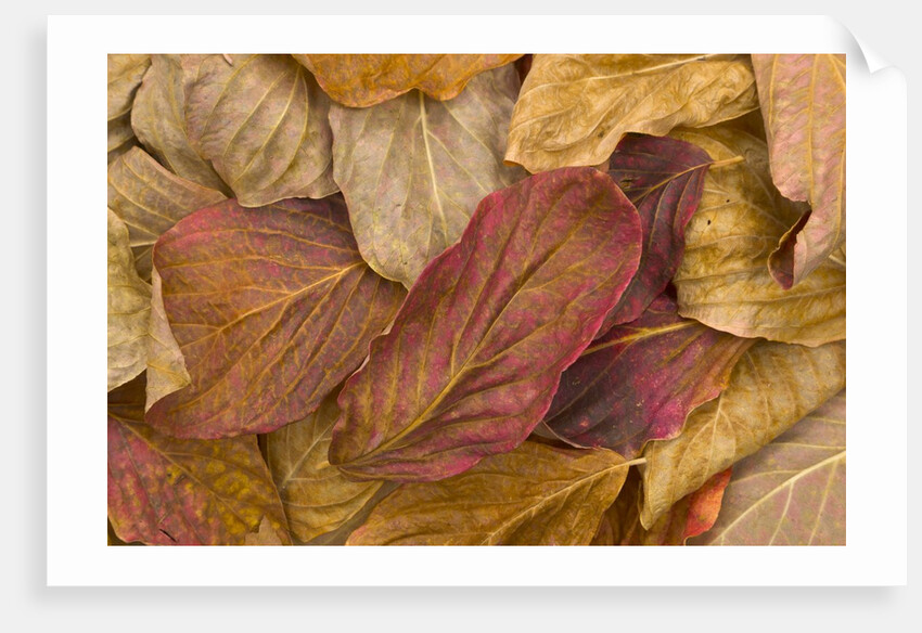 Pacific dogwood leaves in fall by Anonymous