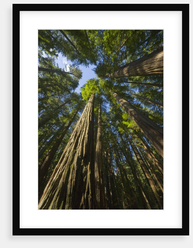 Redwood forest in Humboldt Redwood State Park by Anonymous
