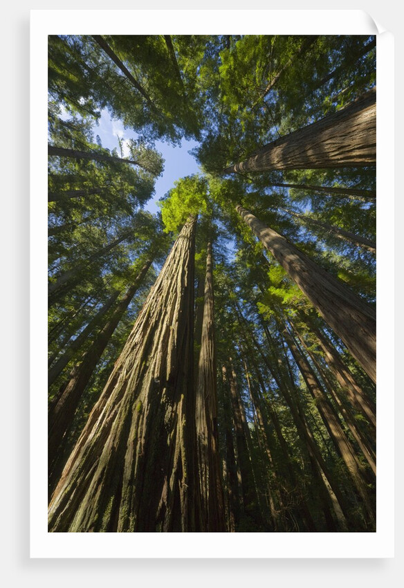 Redwood forest in Humboldt Redwood State Park by Anonymous