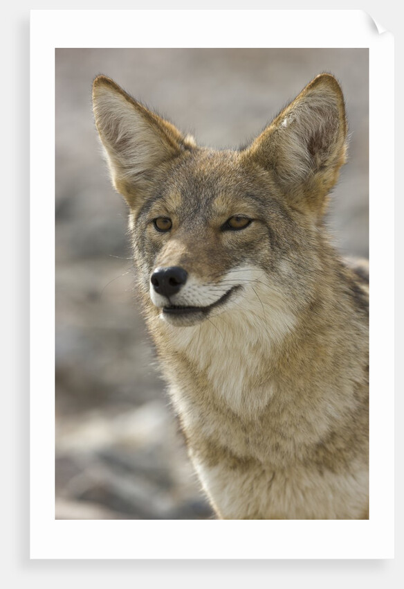 Coyote in Death Valley National Park by Anonymous