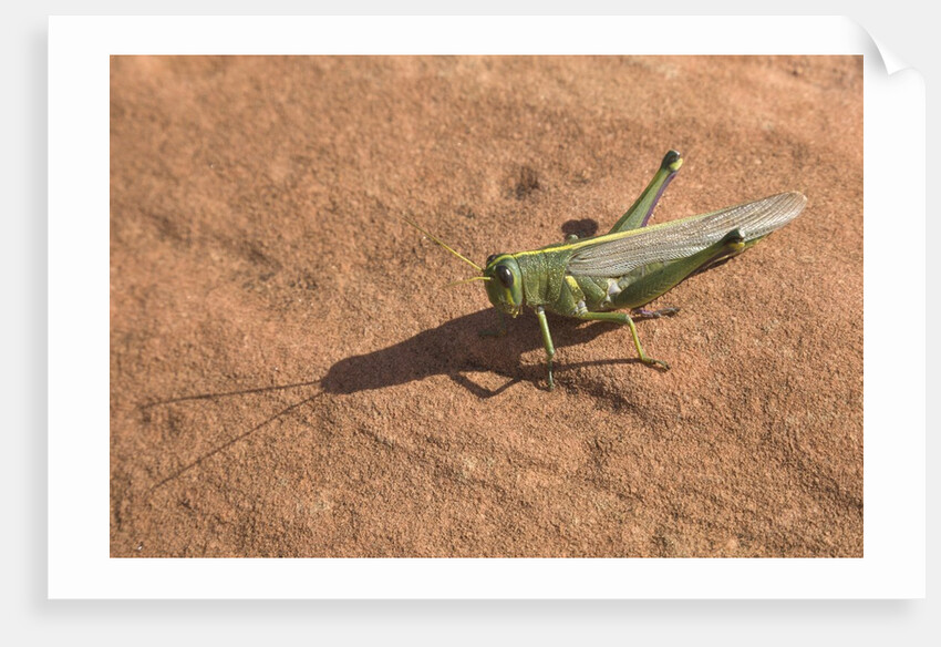 Grasshopper on sandstone plateau in Grand Canyon National Park by Anonymous