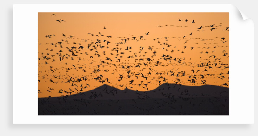 Snow geese flying to roost in shallow pond by Anonymous