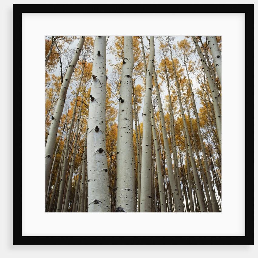 Grove of Coloful Aspens in Fall by Anonymous