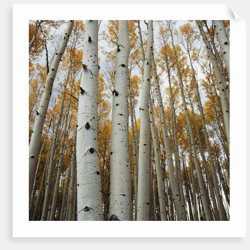 Grove of Coloful Aspens in Fall by Anonymous