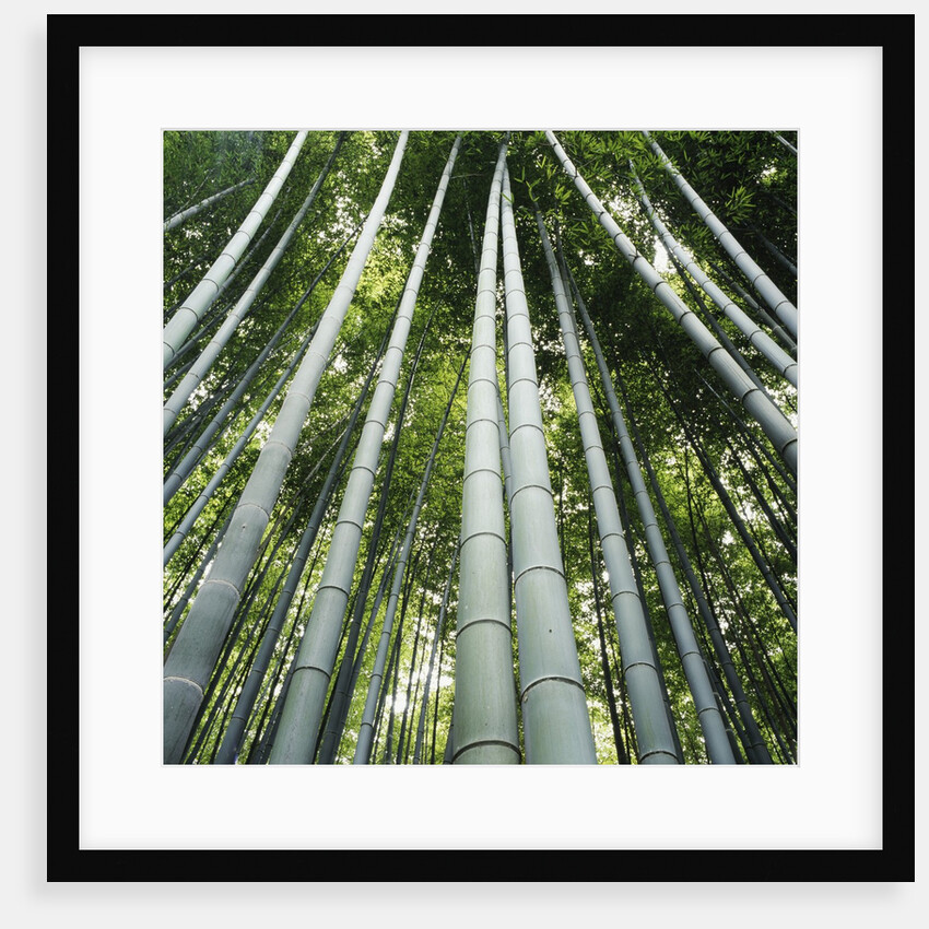 Bamboo grove by Anonymous