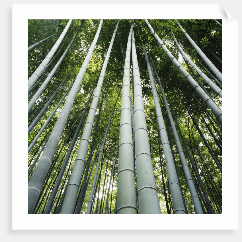 Bamboo grove by Anonymous