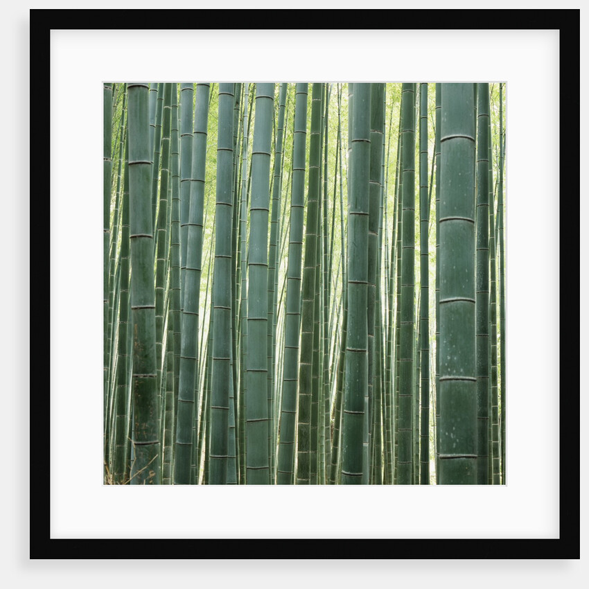Bamboo Forest in Kyoto by Anonymous