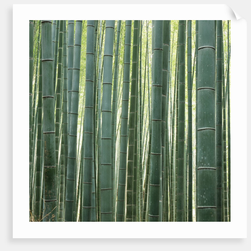 Bamboo Forest in Kyoto by Anonymous