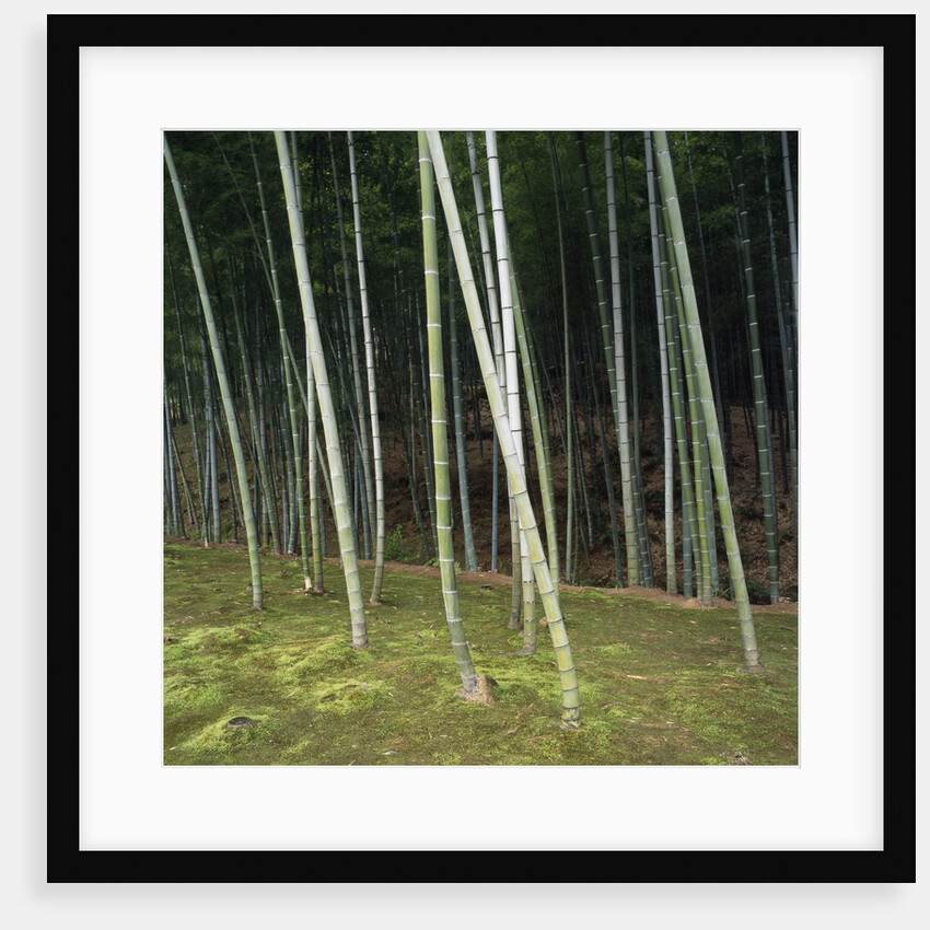 Bamboo Forest in Kyoto by Anonymous