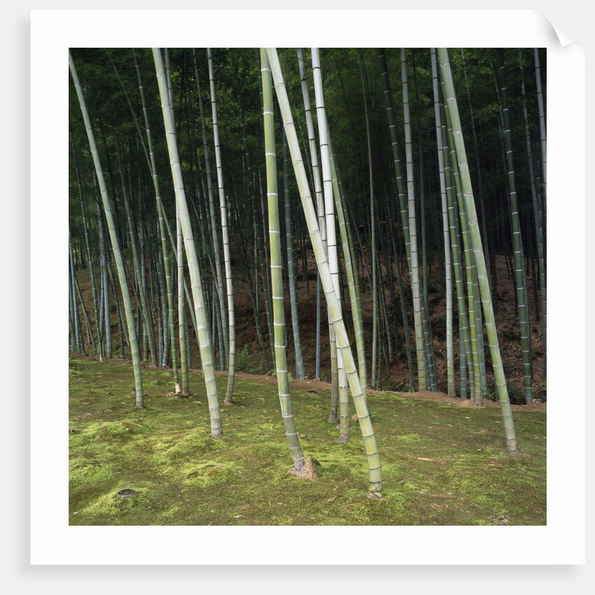 Bamboo Forest in Kyoto by Anonymous