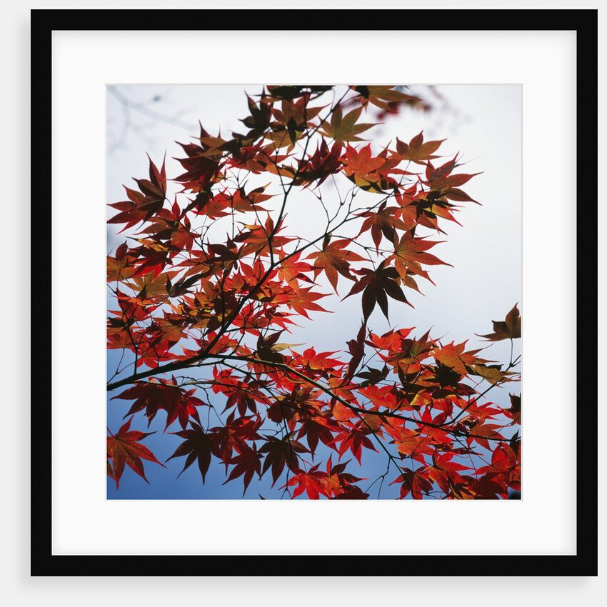 Colorful leaves by Anonymous