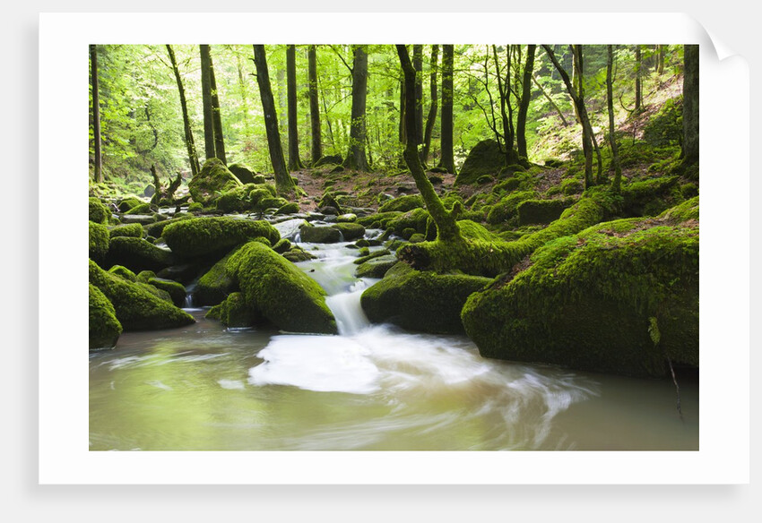 Moss covered rocks in Monbach Creek in the Black Forest by Anonymous