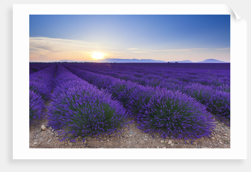 Lavender field in bloom at sunrise by Anonymous