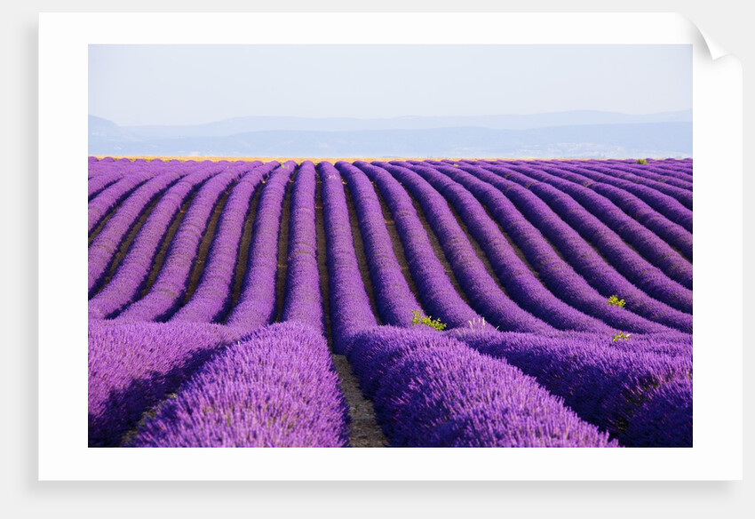 Lavender field in bloom by Anonymous