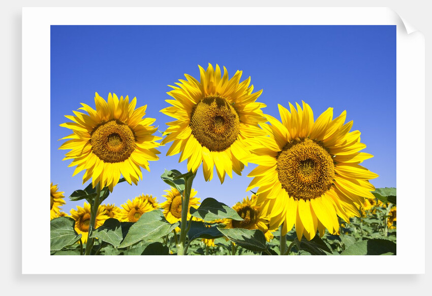 Sunflowers ready for harvest by Anonymous