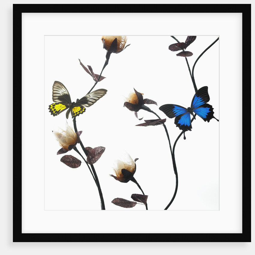 Butterflies with flowers by Anonymous