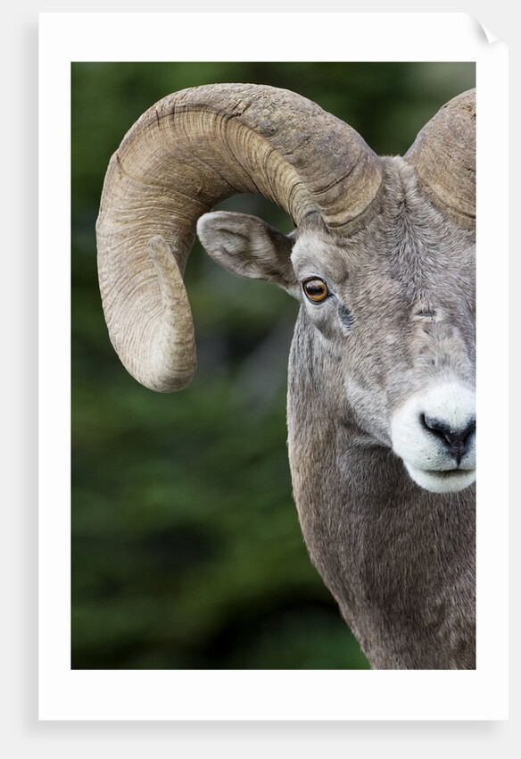 Bighorn ram (Ovis canadensis), Logan Pass, Glacier National Park, Montana. by Anonymous