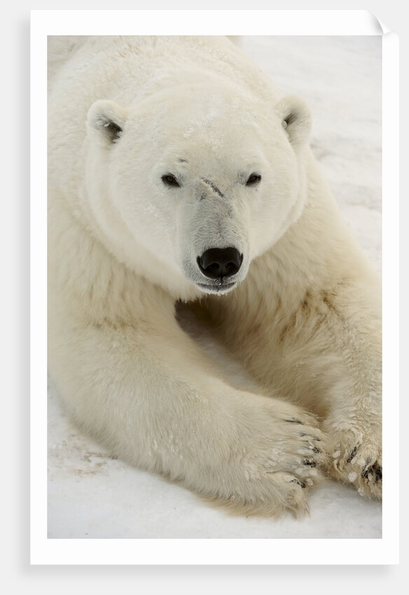 Polar bear (Ursus maritimus) by Anonymous