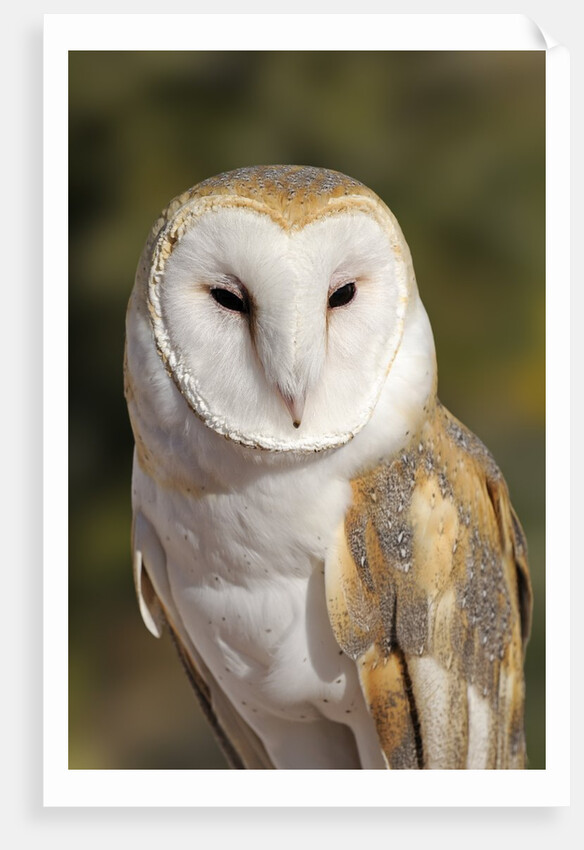 Barn Owl (Tyto alba) at the Sonoran Desert Museum, Tucson, Arizona, USA by Anonymous
