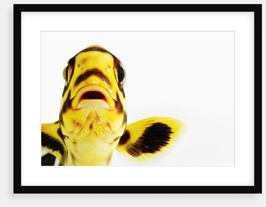 Oriental sweetlips by Anonymous