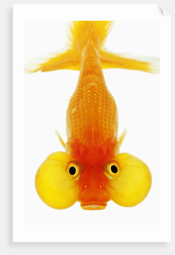 Bubble eye goldfish by Anonymous