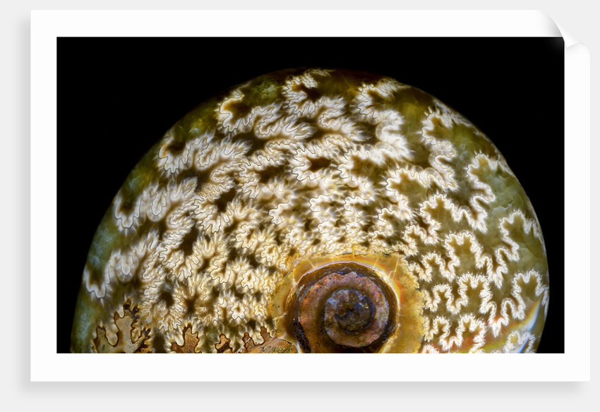 65 million year old ammonite fossil by Anonymous