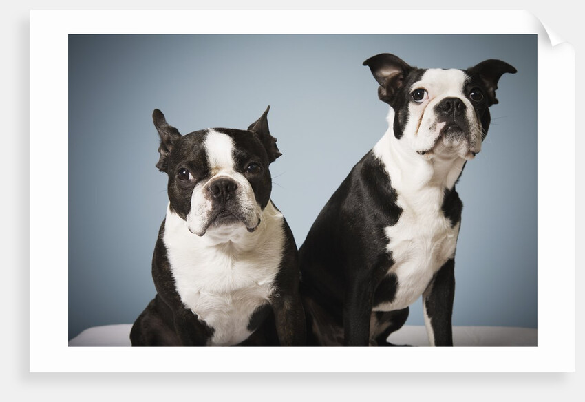 Portrait of two dogs sitting by Anonymous