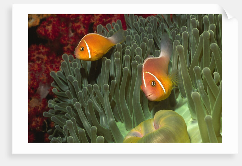 Pink Anemonefish in Magnificant Sea Anemone by Anonymous