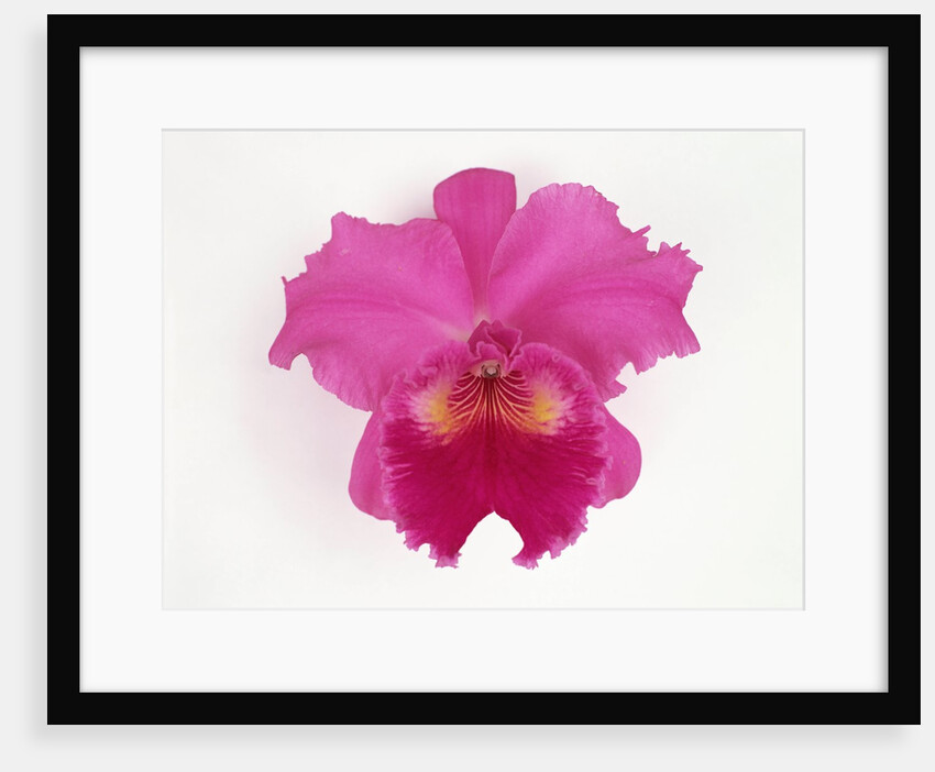 Cattleya Orchid by Anonymous