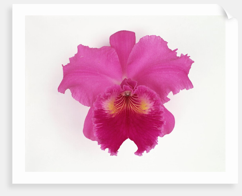 Cattleya Orchid by Anonymous