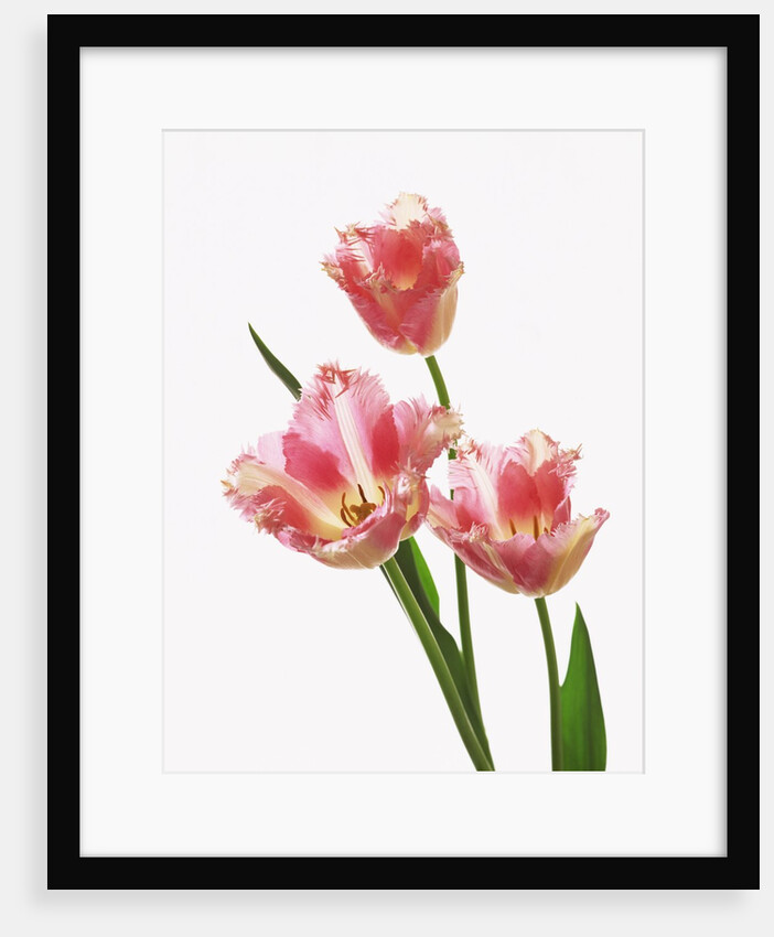 Pink tulips, white background by Anonymous
